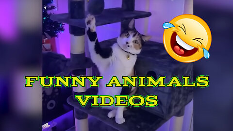 FUNNY ANIMALS VIDEOS