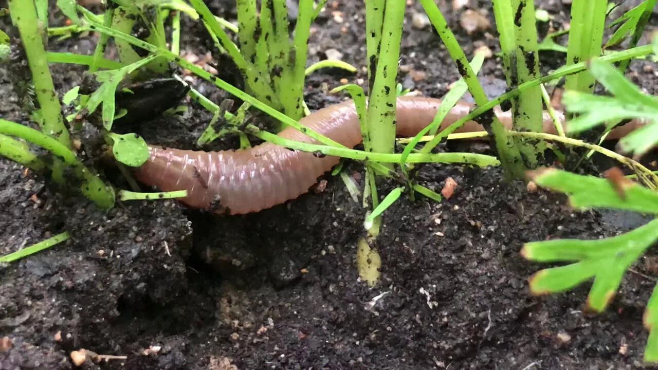 Police kill Rare long worm