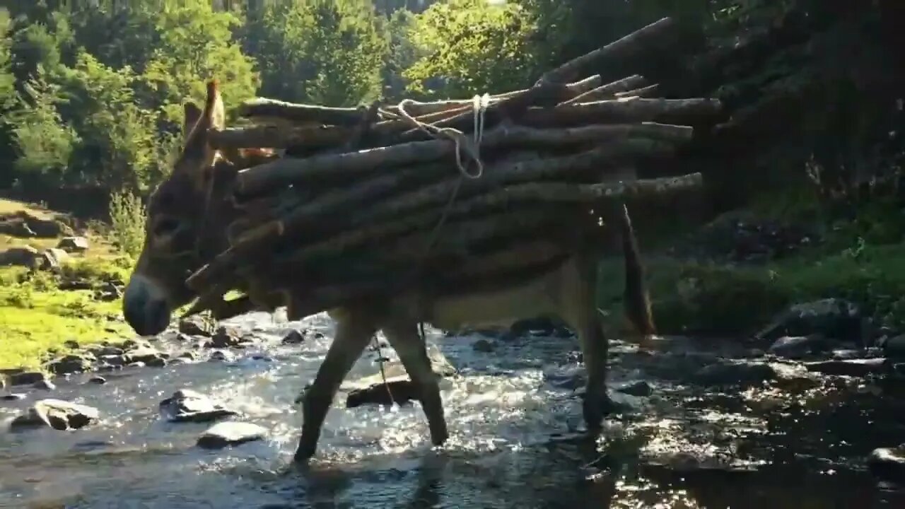 donkey carrying load from the jungle #fazalkhan #donkey #load