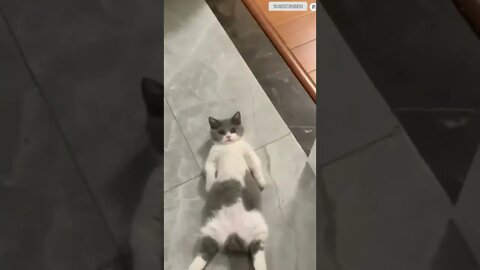 funny cat videos | cute cat videos| cute animals funny cats #shorts #shortsfunny #cutecat #funnycat