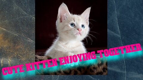 cute kitten enjoying together #cute kitten#funny cats