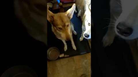 Coconut catches a treat.
