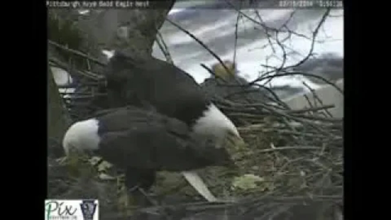 Hays Bald Eagle laying an egg 2.13.14