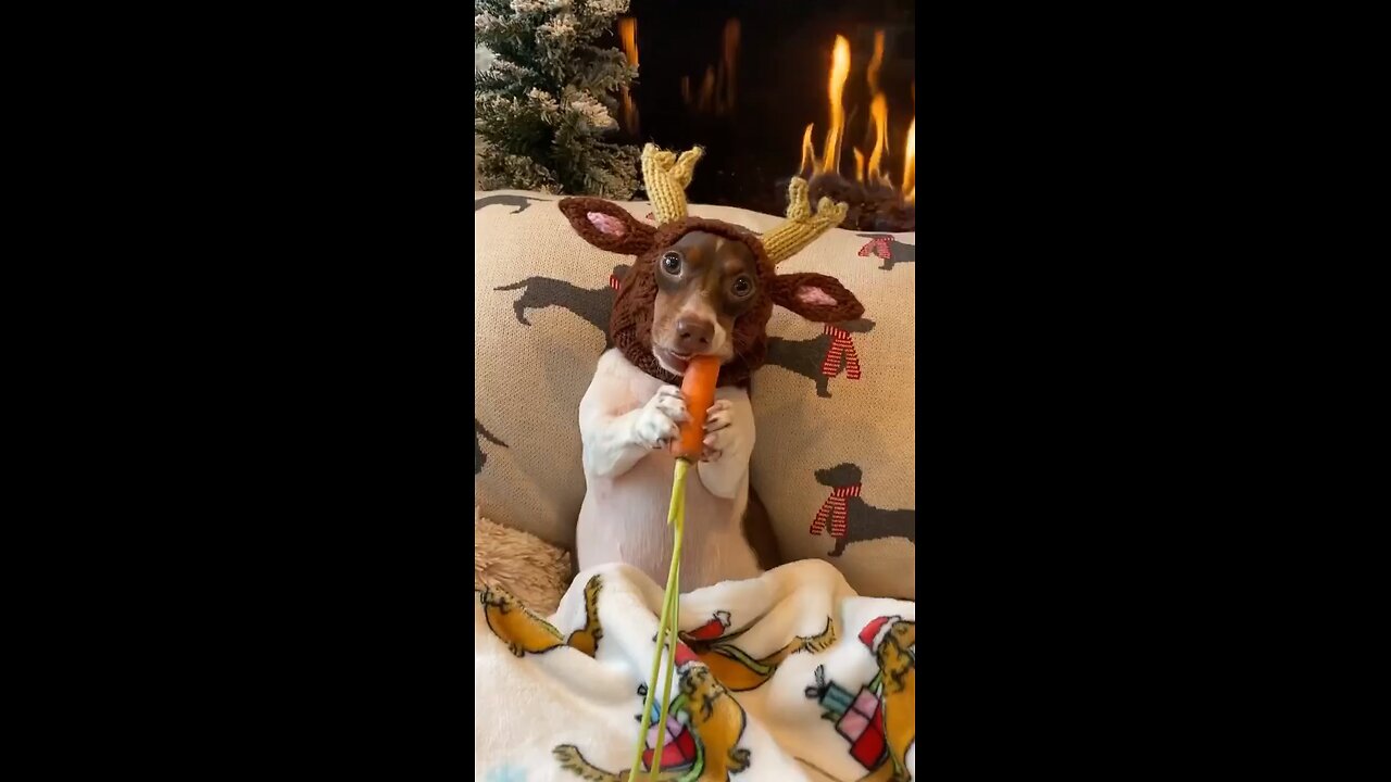 Im a Deer so i really like carrot