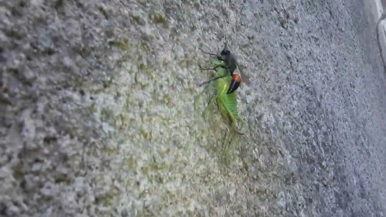 Quelle est cette guêpe??