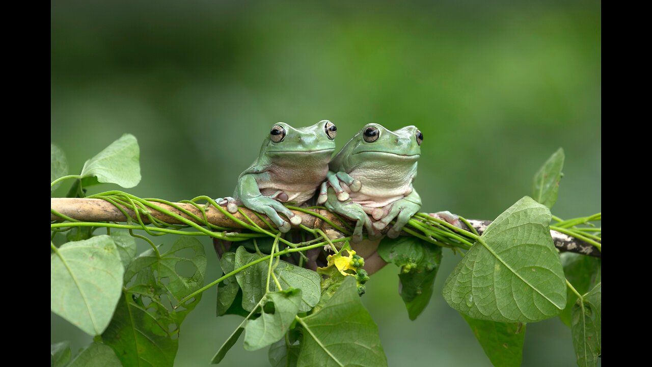 Phylogenetic Relationship of Amphibians