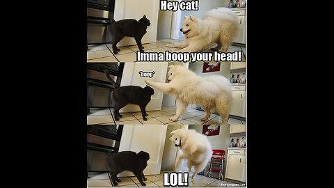 Animal funny