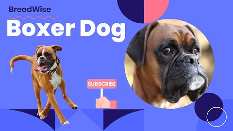 Discover the Boxer: Your Ultimate Canine Companion | Boxer Dog Breed Info