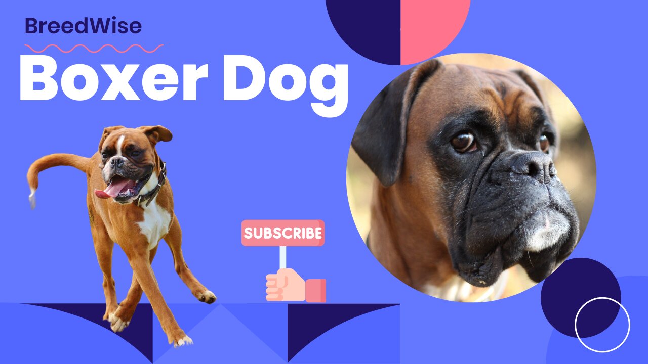 Discover the Boxer: Your Ultimate Canine Companion | Boxer Dog Breed Info