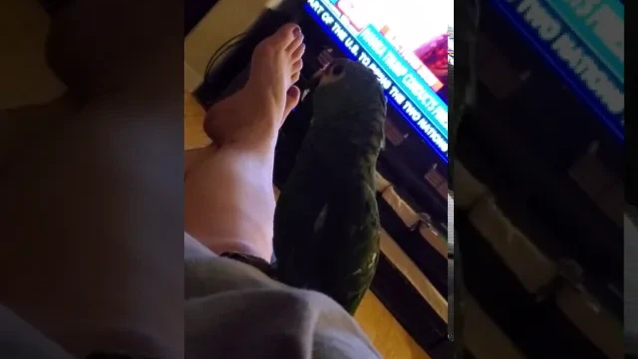 Snoring Yorkie and my parrot. September 4, 2020