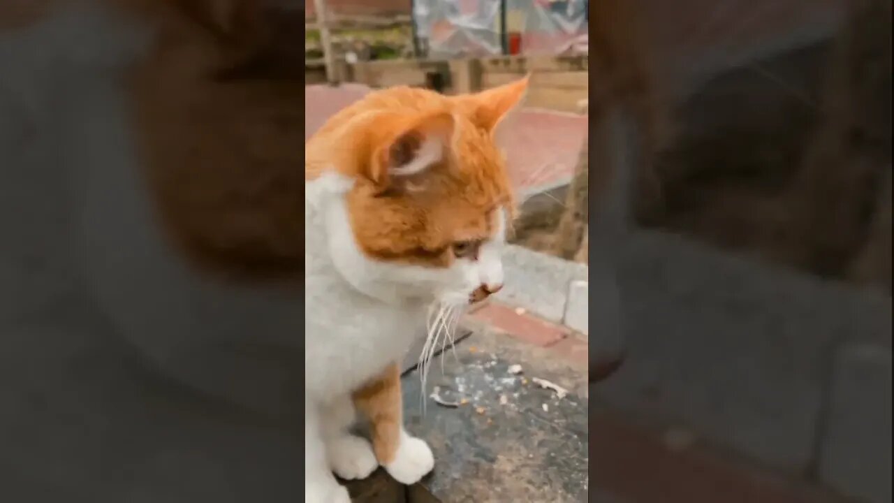 cats #cat #cats #shorts