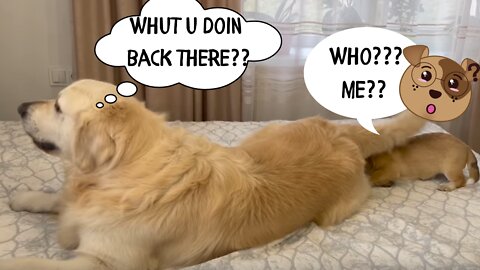 Golden Retriever Confused by playing with a Puppy