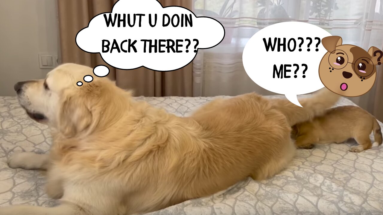 Golden Retriever Confused by playing with a Puppy