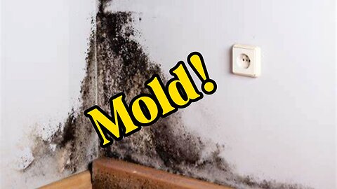 Mold: A constant immune trigger