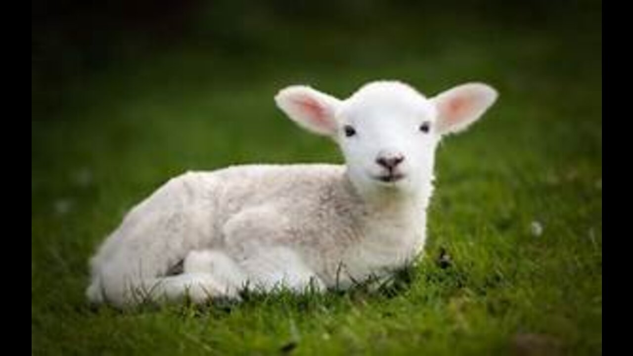 Baby Lamb