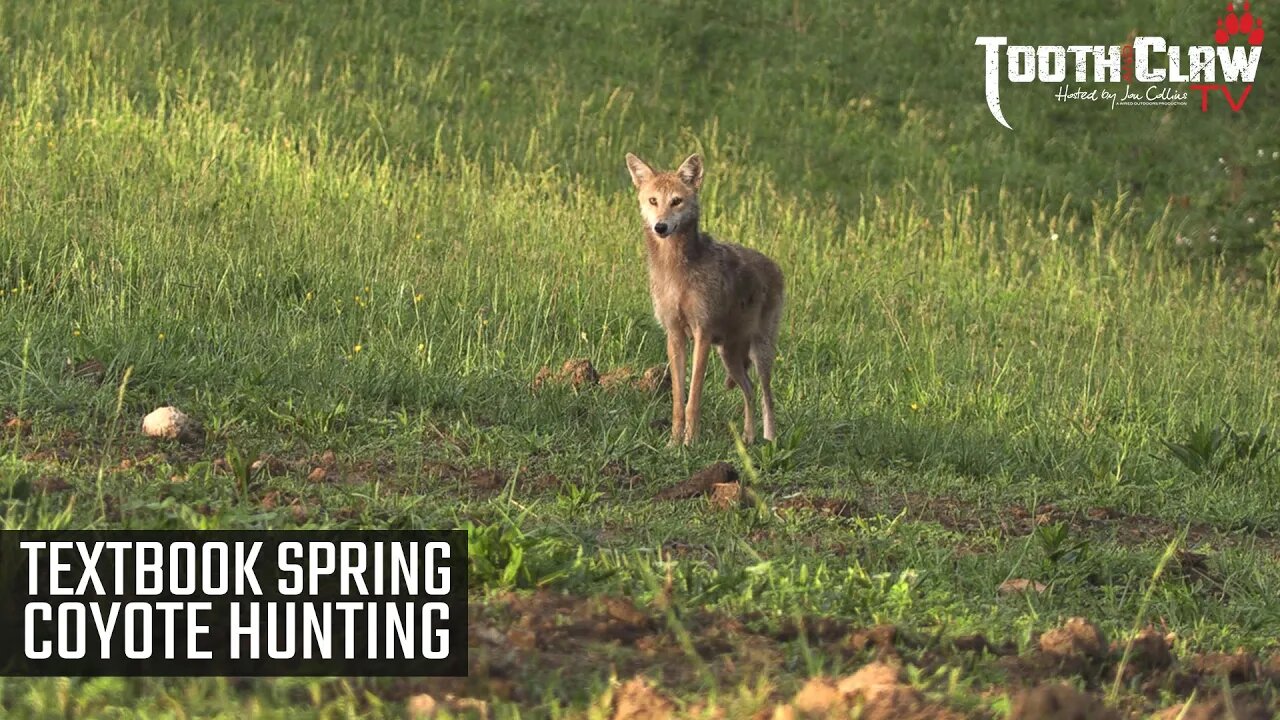 Textbook Spring Coyote Hunting