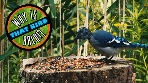 Why is that bird bald? (Molting blue jay)