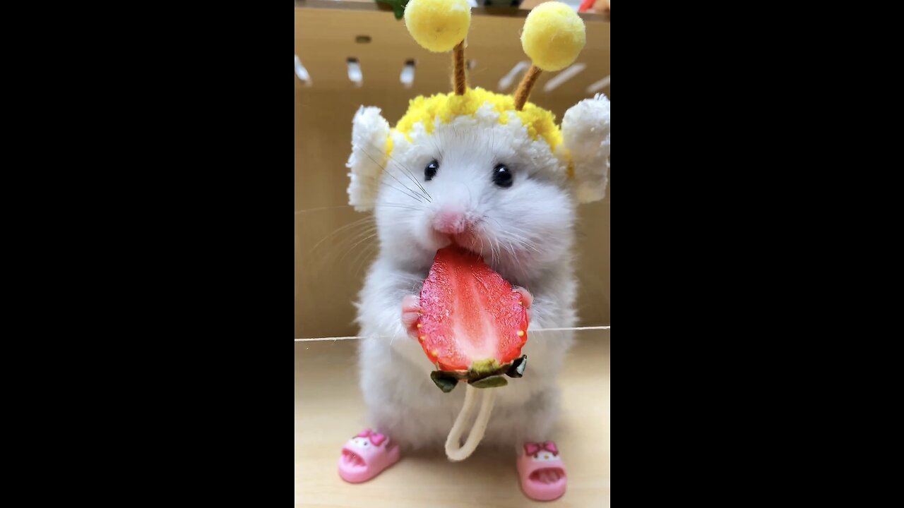 So cute 🥰 He loves strawberry 🍓🥹#pets #cuteanimals