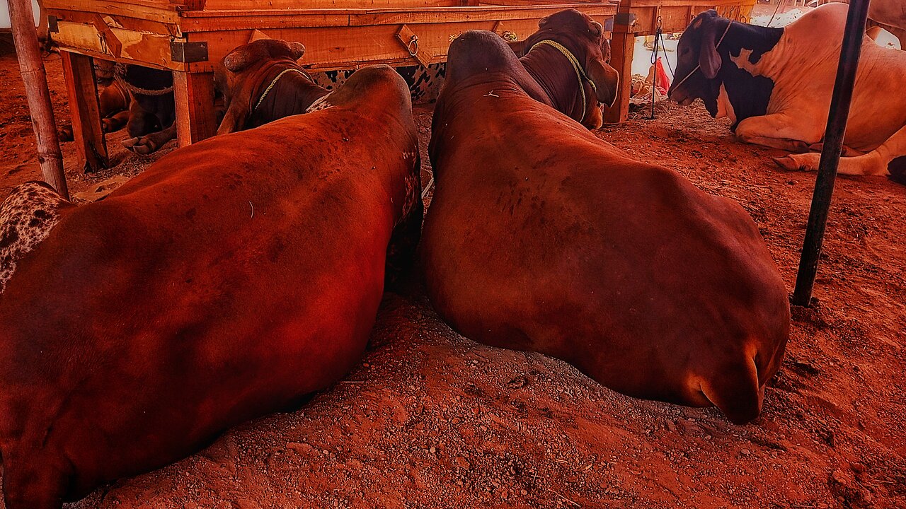 Twin Big Bulls || Cattle Market || Bulls House