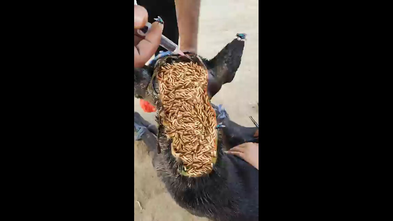 helping a dog 🐕🐶