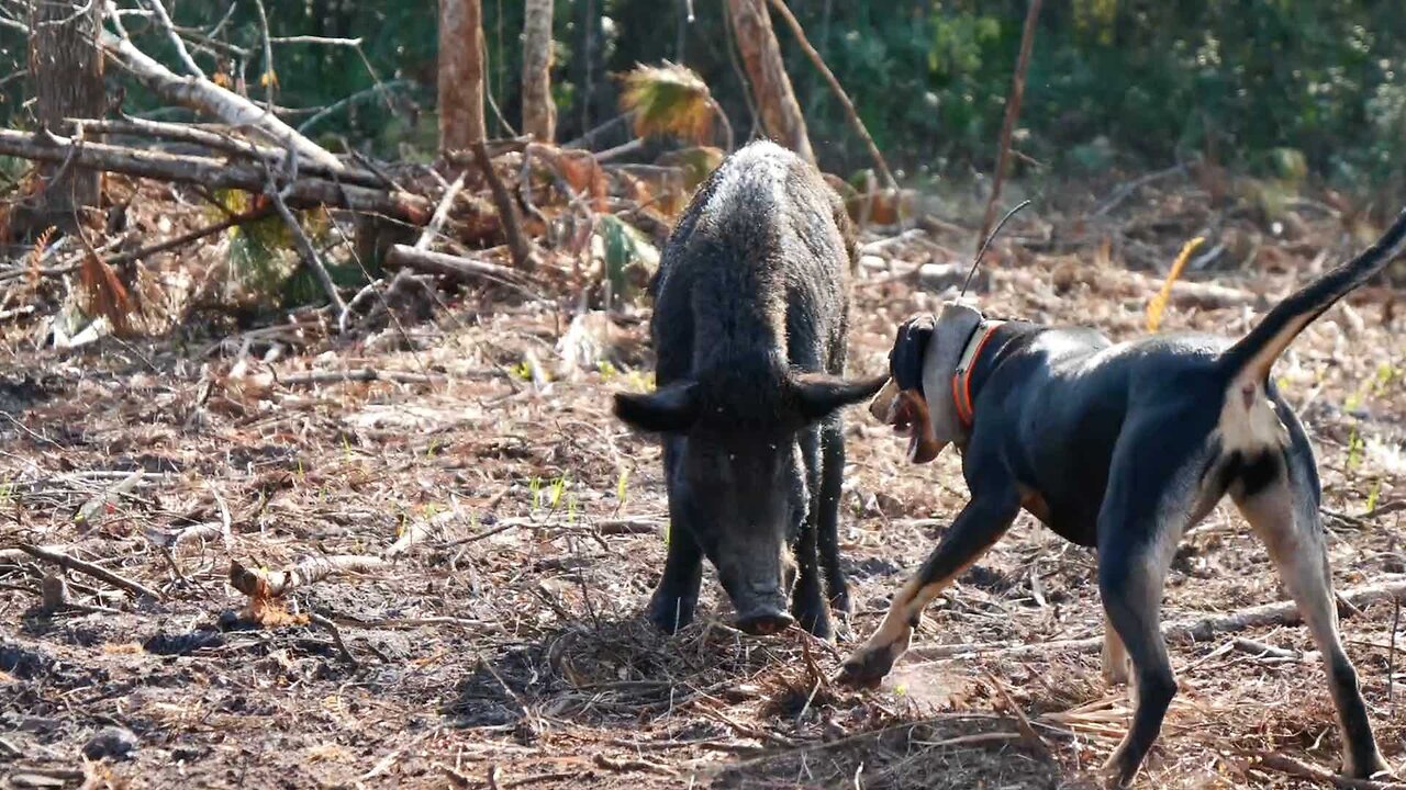 Hunting Hogs in South Florida with DOGS!