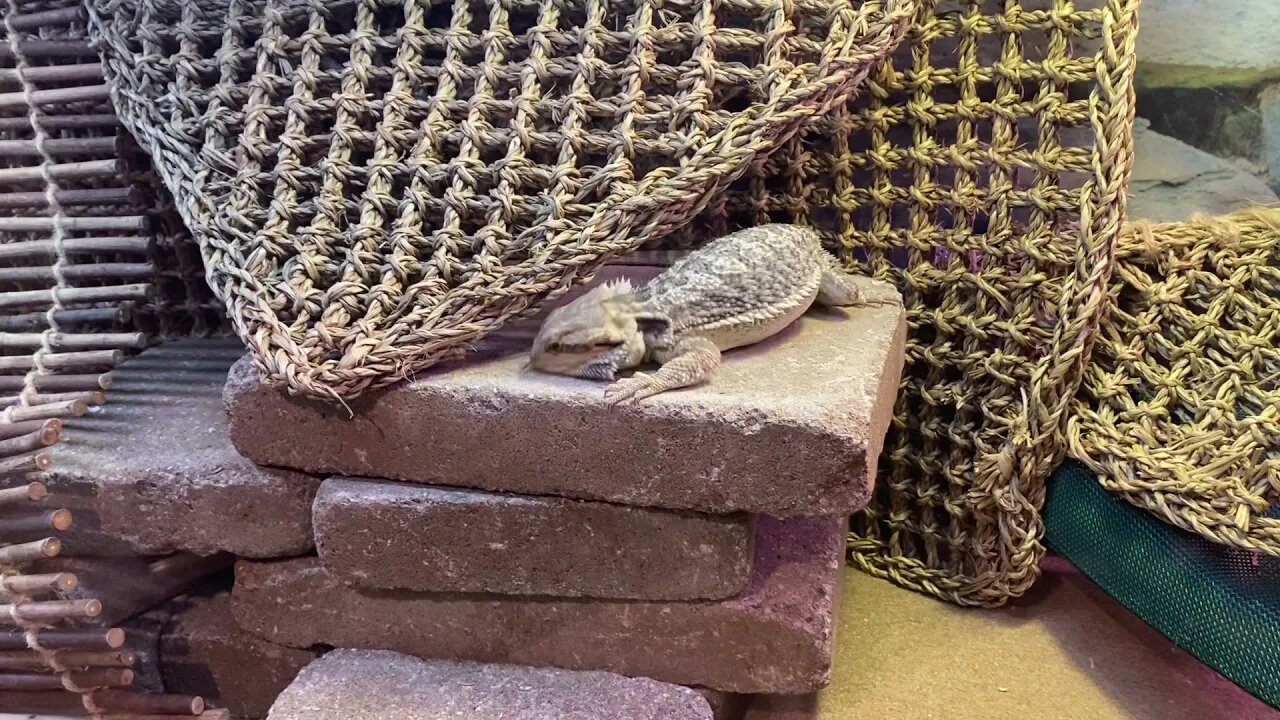 Emet Baby Boy Bearded Dragon is Getting Busy!