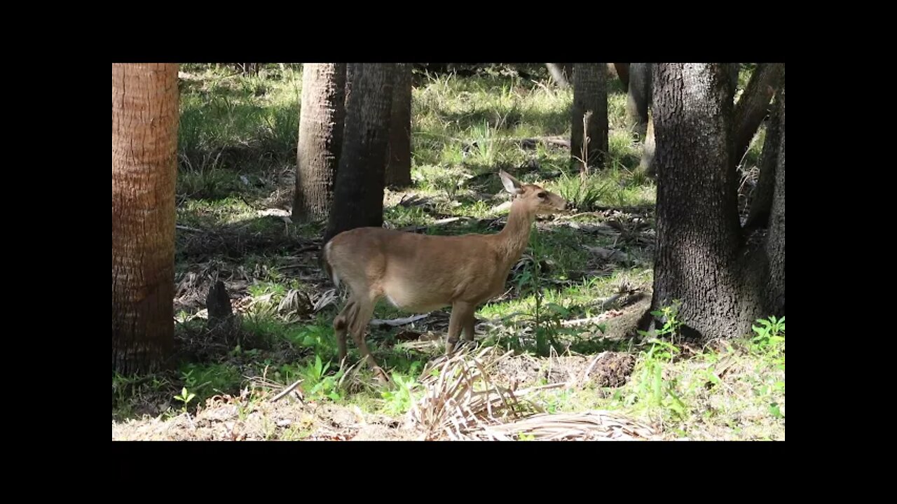 Wildlife in Myakka River State Park in Florida #flstatepark #stateparks #florida #myakka #wildlife