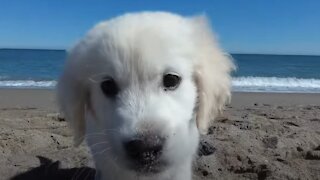 Bailey First Time Goes to the Beach! Puppy Playing on the Beach | Cute Golden Retriever Puppy