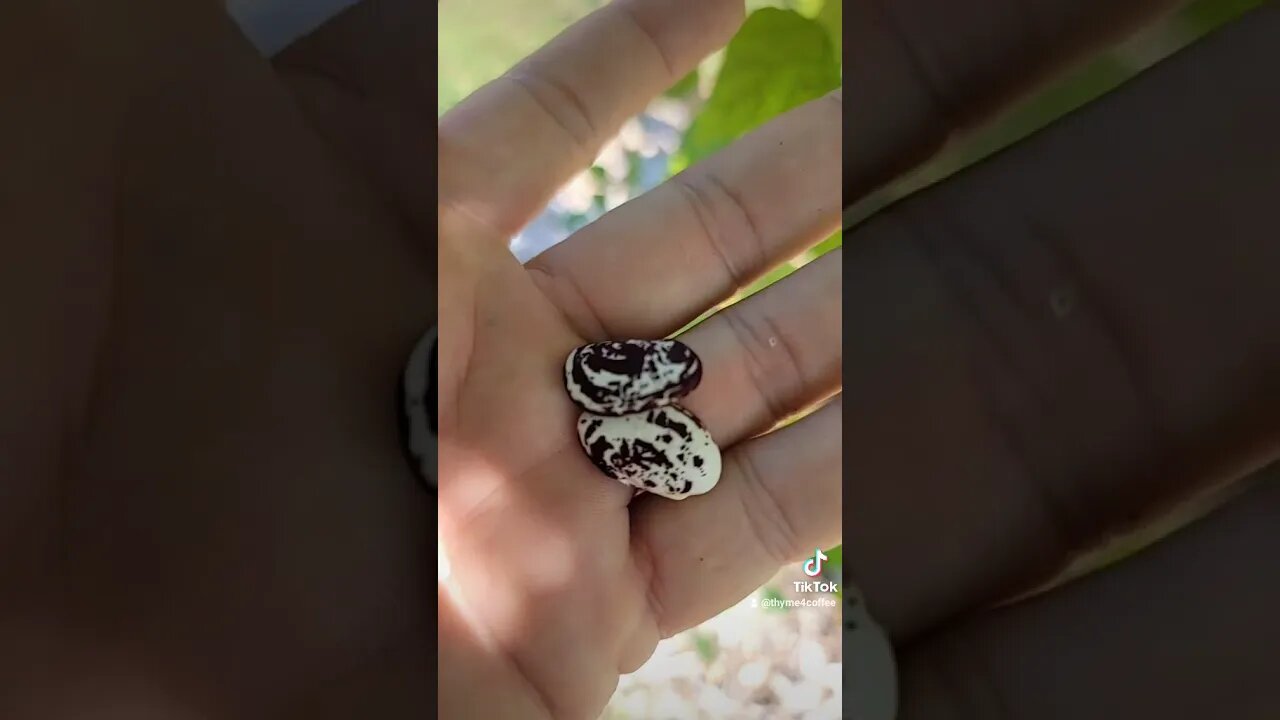 Lima Pole Beans