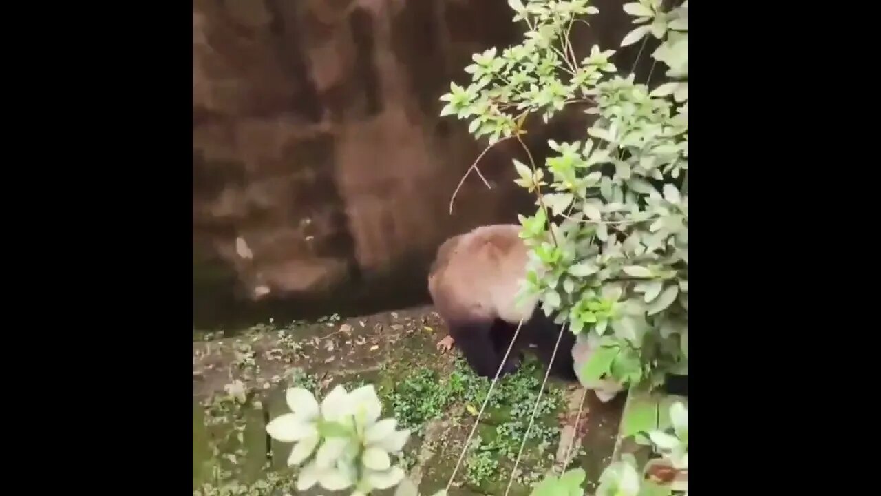 Still wondering how does this species survive in the wild..