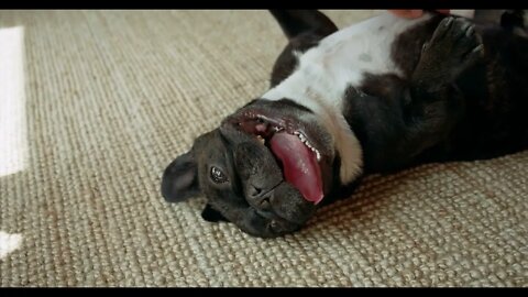 Cute playful french bulldog in living room77777