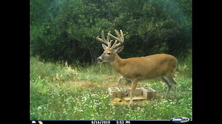 Montana Trail Camera: Velvet Bucks