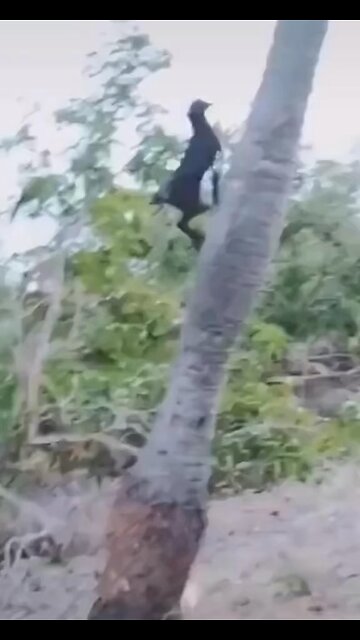 More like 3 things I didn’t want to know about goats