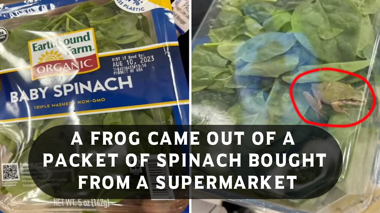 A frog came out of a packet of spinach bought from a supermarket @InterestingStranger