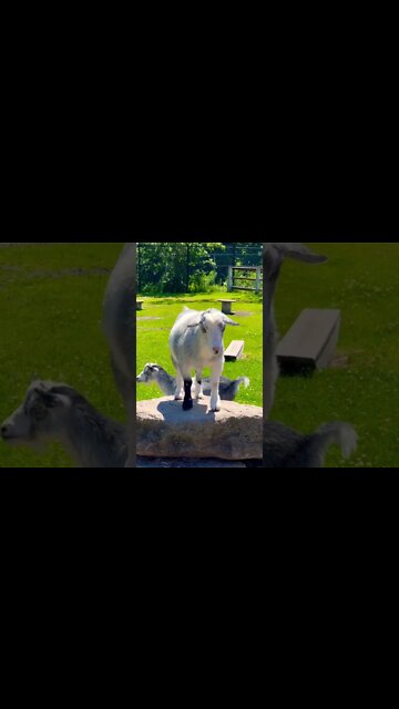 This Goat is really chill