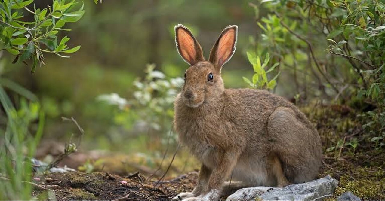 Arctic Hares Are Big Snowballs