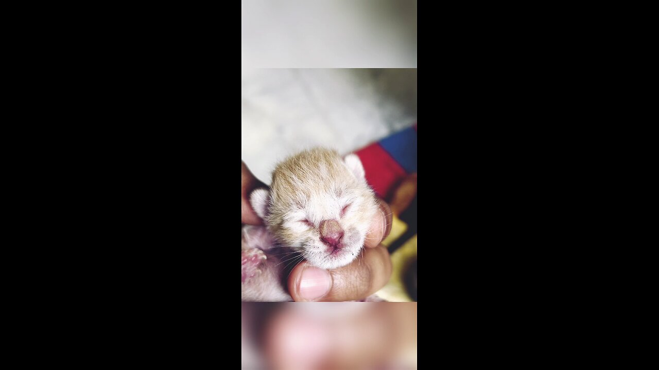 First Litter of an orange cat in my hood!!