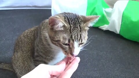 Kitten Rudolph Likes to Be Fed By Hand