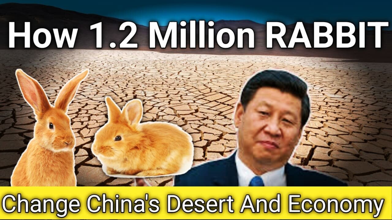 UNBELIEVABLE! China Breeds 1,200,000 Rabbits in The Desert to Turn The Desert into an Oasis!