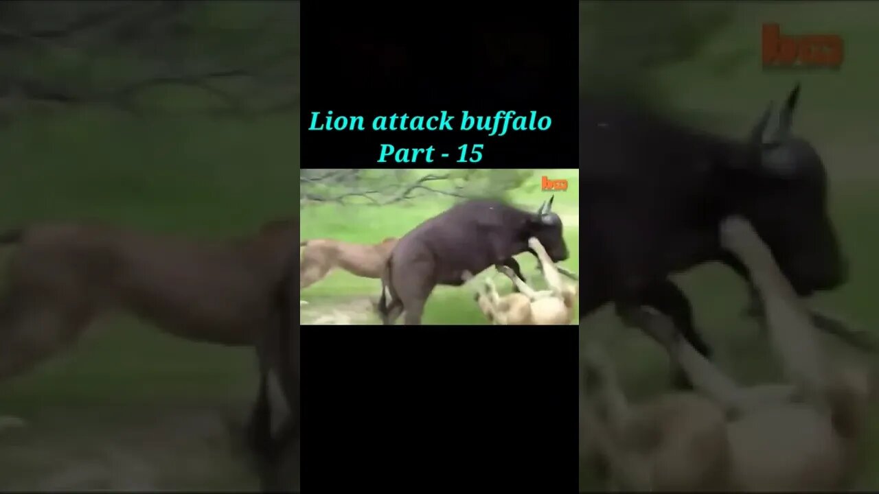 Lion attack Buffalo 🦬 2022 part -15 #youtubeshorts #shorts #shortvideo