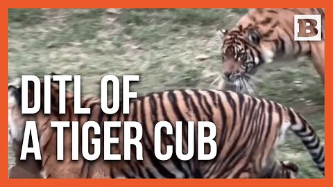 Too Cute! Tiger Cub Sneaks Up on Mom in Adorable Play Fight at Memphis Zoo