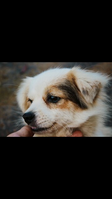 Insider facts of Dog Life Funny Dogs Videos. (Funny Animals #208)