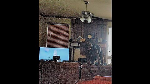 Gidget Jumps Over Couch