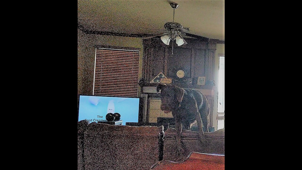 Gidget Jumps Over Couch