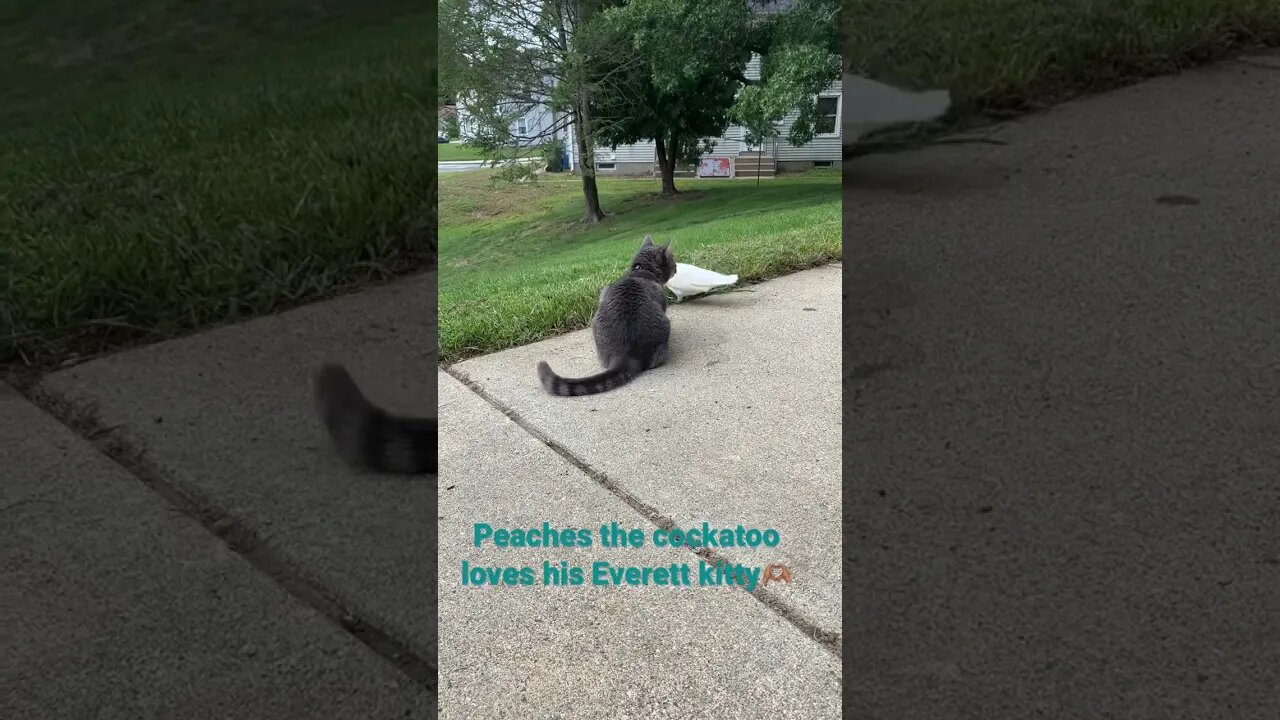 Peaches the cockatoo loves Everett