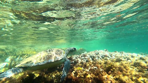 Lightness of the turtle in Brazil