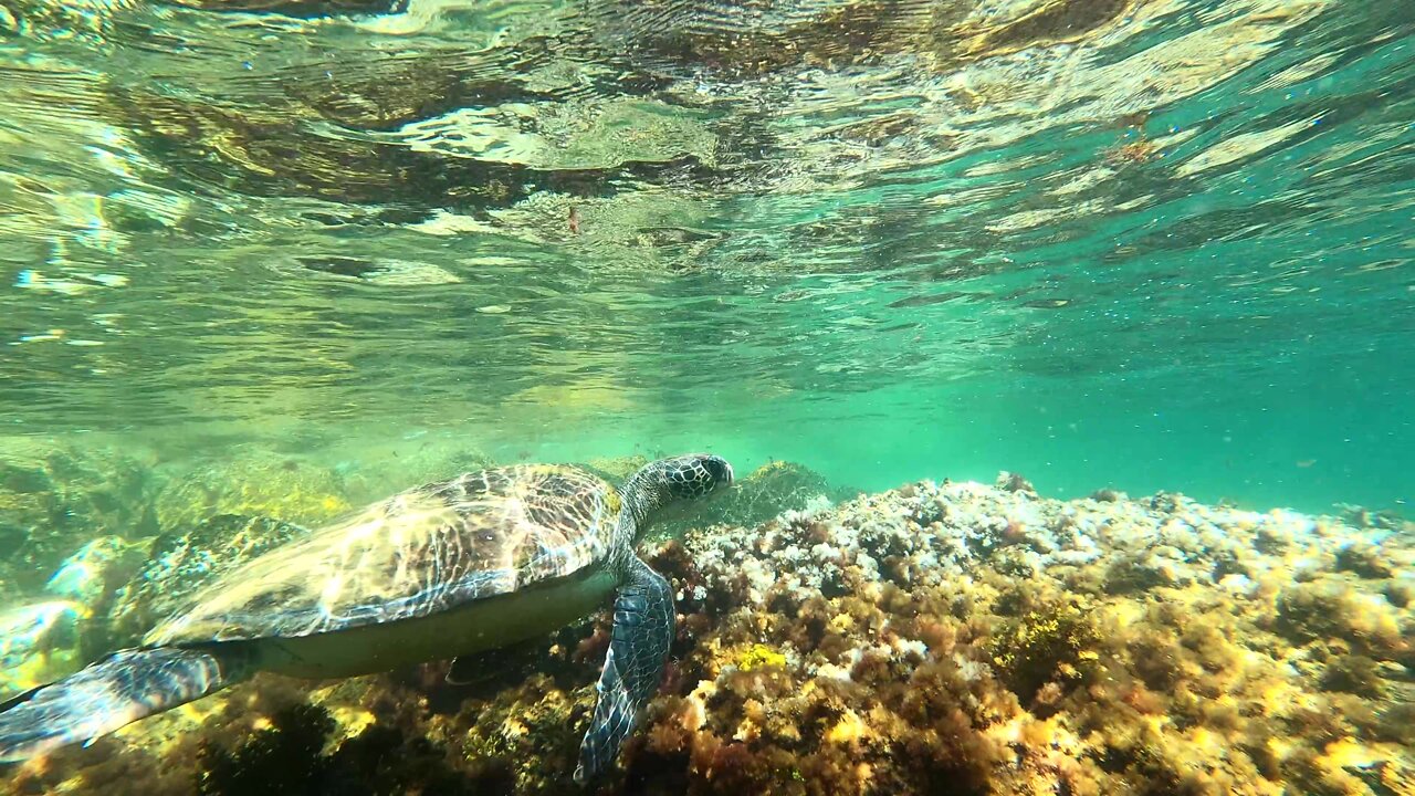 Lightness of the turtle in Brazil