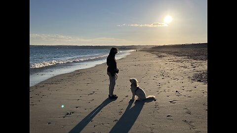 Understanding Dogs- With Brigitte Barton
