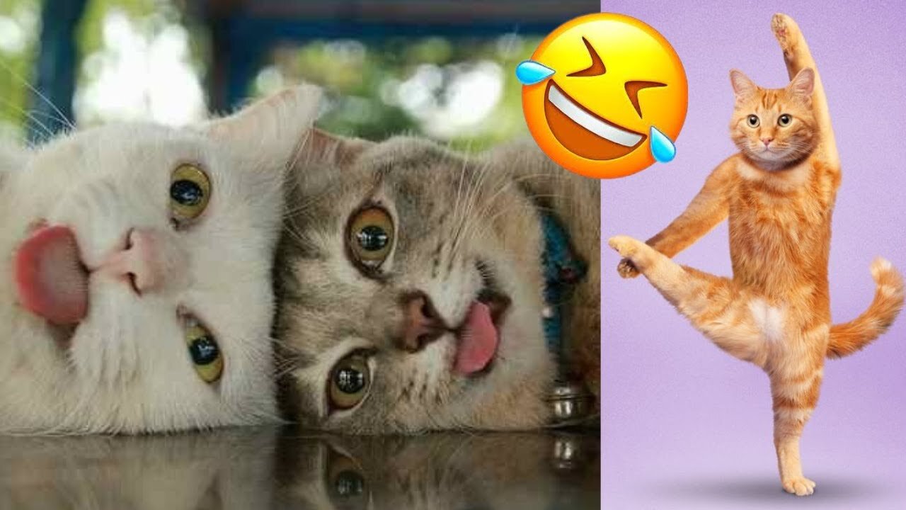 CATS you will remember and LAUGH all day! 😂Funny Cats Videos 2023