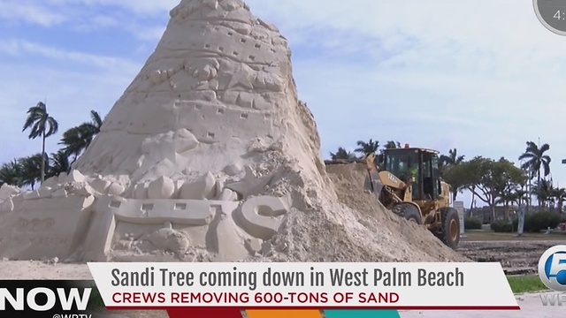 Sandi Tree coming down in West Palm Beach